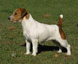 Jack Russell Terrier 9M097D-008